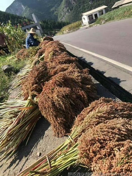 贵州茅台镇红缨子高粱_醉臣酒业 贵州茅台镇红缨子高粱_醉臣酒业