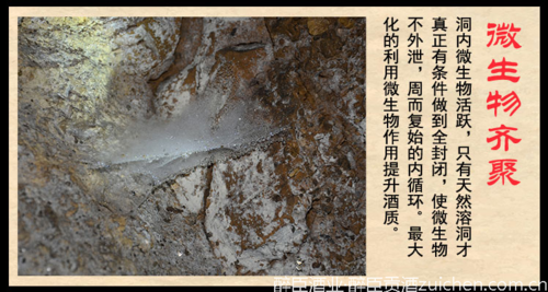 洞藏老酒是真的吗?醉臣独家揭秘 洞藏老酒是真的吗?醉臣独家揭秘