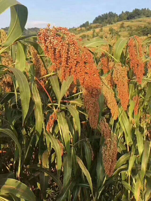 贵州茅台镇红缨子高粱 贵州茅台镇红缨子高粱