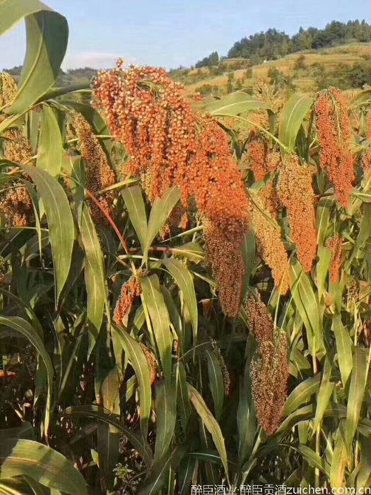 茅台镇红缨子高粱 茅台镇红缨子高粱