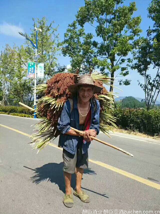 茅台镇红缨子高粱 茅台镇红缨子高粱